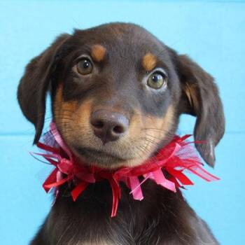 Phil -  Mixed Breed Dog for Adoption in Lansing, Michigan - Phil | PetCurious