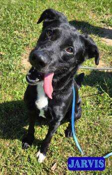 Rescue Labrador Retriever Dogs for Adoption in Valparaiso, Indiana - Jarvis | PetCurious