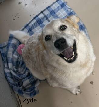 Zyde -  Australian Cattle Dog Blue Heeler Dog for Adoption in Logan, Ohio - Zyde | PetCurious