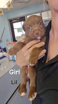 Lil -  Mixed Breed Dog for Adoption in Marion, Ohio - Lil | PetCurious