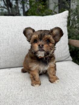 Border Terrier Dogs Available for Adoption - Pebbles (orange Collar) | PetCurious