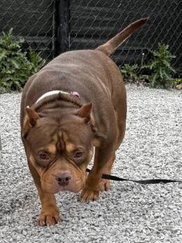 Mixed Breed Dogs Available for Adoption in Cincinnati, Ohio - Kali | PetCurious