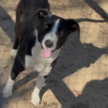 Collie Dogs Available for Adoption in Wiggins, Mississippi - Shadow | PetCurious