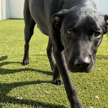 Black Labrador Retriever Dogs Available for Adoption in Loxahatchee Groves, Florida - Coal | PetCurious