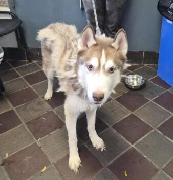 Shinji -  Siberian Husky Dog for Adoption in New York, New York - Shinji | PetCurious