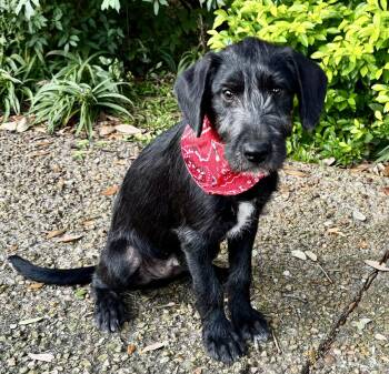 Remarkable RIPLEY - Cute Wire Haired Puppy -  Terrier Dog for Adoption - Remarkable RIPLEY - Cute Wire Haired Puppy | PetCurious