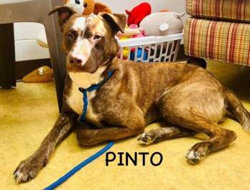 Rescue Labrador Retriever Dogs for Adoption in Bowling Green, Ohio - PINTO | PetCurious