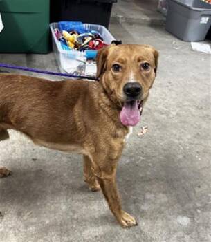 Rescue Labrador Retriever Dogs for Adoption in Pasadena, Texas - A180497 | PetCurious