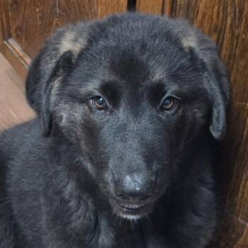 Manzanita -  Labrador Retriever and German Shepherd Dog Dog for Adoption in Concord, California - Manzanita | PetCurious