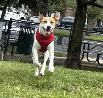 Bailey -  Labrador Retriever and Beagle Dog for Adoption in Lexington, Kentucky - Bailey | PetCurious