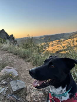 Rescue Labrador Retriever Dogs for Adoption in Fort Collins, Colorado - Nettle | PetCurious