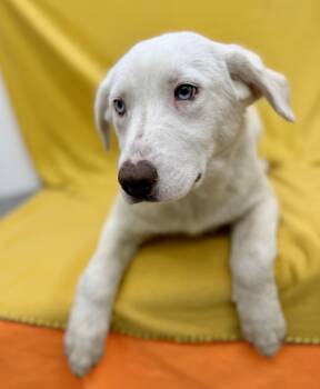 Great Pyrenees and Australian Cattle Dog Blue Heeler Dogs Available for Adoption in Sonora, California - Sugar | PetCurious