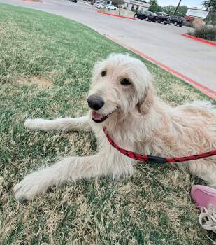 Standard Poodle Dogs Available for Adoption - SPONSOR OR FOSTER ME - Sampson | PetCurious