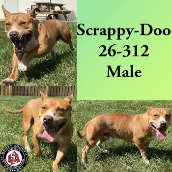 Pit Bull Terrier Dogs Available for Adoption in Georgetown, Kentucky - Scrappy-Doo | PetCurious