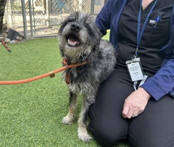 Schnauzer and Mixed Breed Dogs Available for Adoption in San Jose, California - OLIVER | PetCurious