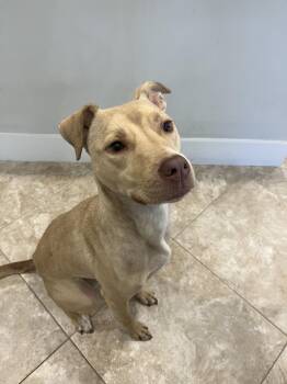 Rescue Labrador Retriever and Terrier Dogs for Adoption in Hilton Head Island, South Carolina - Diamond | PetCurious