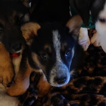 Wanda -  German Shepherd Dog and Border Collie Dog Available for Adoption in Coos Bay, Oregon - Wanda | PetCurious