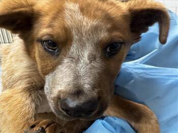 Mixed Breed Dogs Available for Adoption in Santa Fe, New Mexico - COWBOY | PetCurious