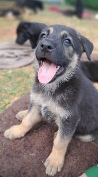 Heath -  German Shepherd Dog Dog for Adoption in Winston-salem, North Carolina - Heath | PetCurious