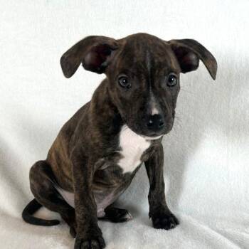 Johnny Cash -  Terrier Dog for Adoption in Johnson City, Tennessee - Johnny Cash | PetCurious