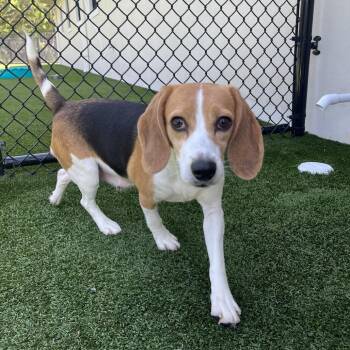 KLU1 5091 aka Queen -  Beagle Dog for Adoption in Loxahatchee Groves, Florida - KLU1 5091 Aka Queen | PetCurious