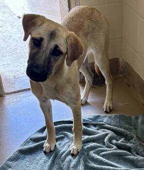 Rescue Shepherd Dogs for Adoption in Sierra Vista, Arizona - Fiera | PetCurious