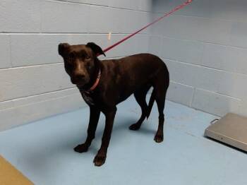 Rescue Labrador Retriever and Pit Bull Terrier Dogs for Adoption in Moreno Valley, California - A546543 | PetCurious