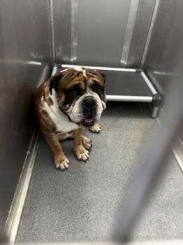 Mixed Breed Dogs Available for Adoption in West Chester, Pennsylvania - Gizmo | PetCurious