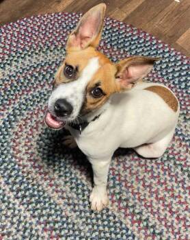 Crystal -  Terrier Dog for Adoption in New London, Wisconsin - Crystal | PetCurious