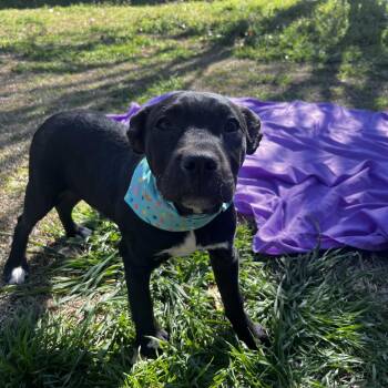 Black Labrador Retriever Dogs Available for Adoption - Donut | PetCurious