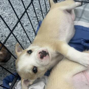 Cremello 28515 -  Mixed Breed Dog for Adoption in Middleburg, Florida - Cremello 28515 | PetCurious