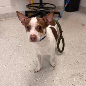 Chihuahua Dogs Available for Adoption in Indianapolis, Indiana - Pepper | PetCurious
