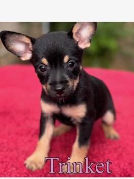 Trinket -  Terrier and Schnauzer Dog for Adoption in Brookshire, Texas - Trinket | PetCurious