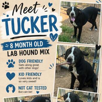 Tucker-CS-26-21090 -  Hound Dog for Adoption in Anahuac, Texas - Tucker-CS-26-21090 | PetCurious