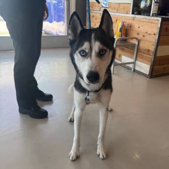 Rescue Husky Dogs for Adoption in Chino Hills, California - Sawyer C000-599 - Chino Hills Location | PetCurious