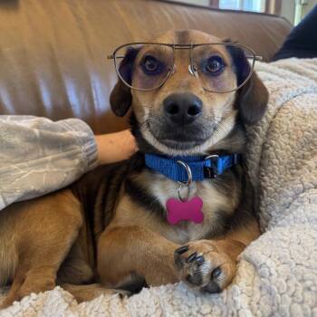 Beagle and Mixed Breed Dogs Available for Adoption - Snoop Dogg | PetCurious