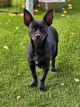 ESSEX -  Chihuahua Dog for Adoption in Vaughan, Ontario - ESSEX | PetCurious
