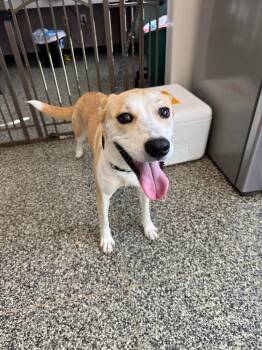 Lila -  Mixed Breed Dog for Adoption in Columbia, Tennessee - Lila | PetCurious