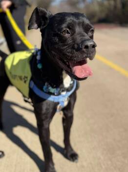 Tyron -  Pit Bull Terrier and Labrador Retriever Dog for Adoption in Arlee, Montana - Tyron | PetCurious