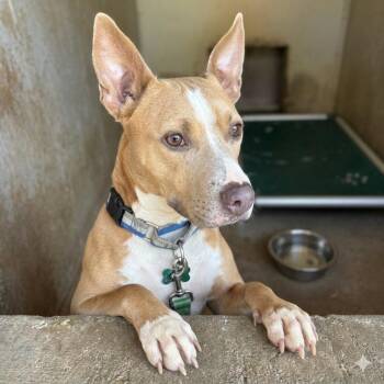 Petey -  Basenji and Terrier Dog for Adoption in Austin, Texas - Petey | PetCurious