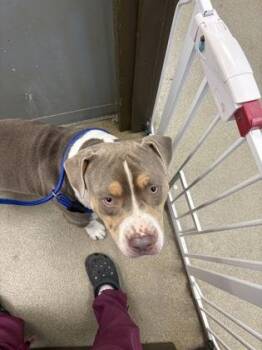 Ruckus -  American Bulldog and Mixed Breed Dog for Adoption in Palm Coast, Florida - Ruckus | PetCurious