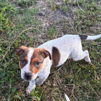 Australian Cattle Dog Blue Heeler Dogs Available for Adoption in Zephyrhills, Florida - Bill | PetCurious