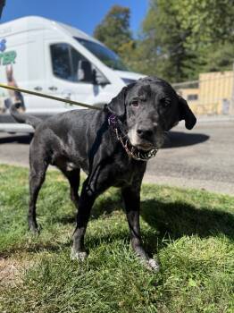 Rescue Labrador Retriever and Mixed Breed Dogs for Adoption in Pomona, New York - Guinness | PetCurious