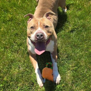 Nova IV -  Pit Bull Terrier Dog Available for Adoption in Milan, Illinois - Nova IV | PetCurious
