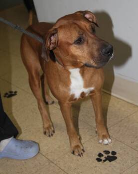 Hound and Terrier Dogs Available for Adoption - Autumn (Empty-Nester) (Photos 2/13/2026) | PetCurious