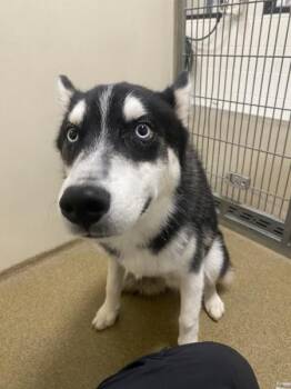 Siberian Husky Dogs Available for Adoption in Vancouver, Washington - Blaze | PetCurious