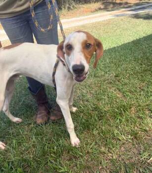 Tex -  Hound Dog for Adoption in Washington, Georgia - Tex | PetCurious