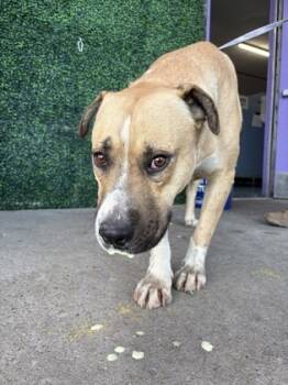 Rescue Pit Bull Terrier and Mixed Breed Dogs for Adoption in El Paso, Texas - 59803858 | PetCurious