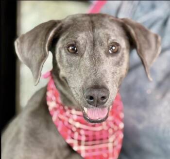 Rescue Weimaraner Dogs for Adoption in Hondo, Texas - Tipsy: A Three-Legged Ray Of Sunshine | PetCurious