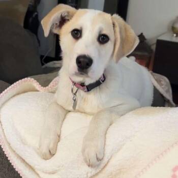 Great Pyrenees and Labrador Retriever Dogs Available for Adoption - Ensley | PetCurious